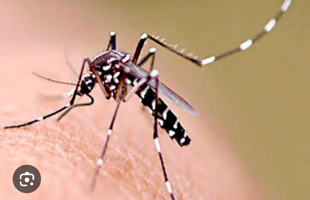 AGUARIBAY Y DENGUE