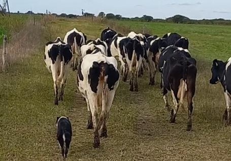 Cierre del &uacute;ltimo tambo de Margarita
